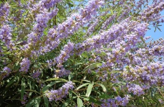 崖荊怎么種好看